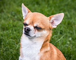 奇瓦瓦州,狗,chiwawa