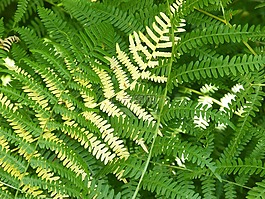 蕨類植物,背景,紋理