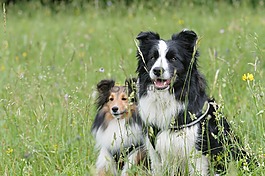 边境牧羊犬,sheltie,狗