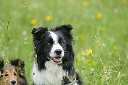 边境牧羊犬,sheltie,狗