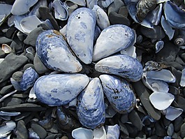 外殼,貝殼,藍(lán)色