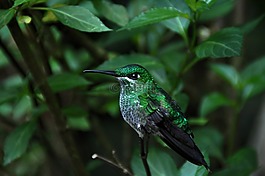 鳥,性質(zhì),動物世界