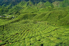 茶,場,植物