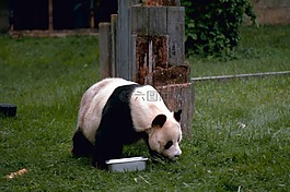 熊貓,熊,野生動物