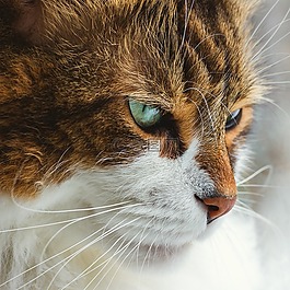 猫,可爱,眼睛