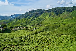 茶,場,植物