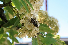 昆蟲,樹,花卉