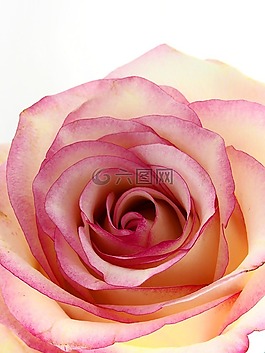 玫瑰,花,開花