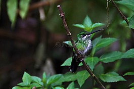 動物世界,鳥,性質(zhì)