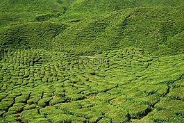 茶,場,植物