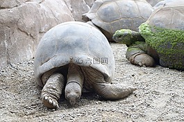 犀牛,動(dòng)物園,動(dòng)物