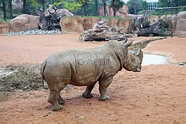 犀牛,動物園,動物
