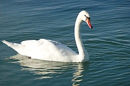 天鵝,鳥,水