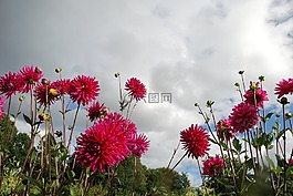 花,自然,特寫