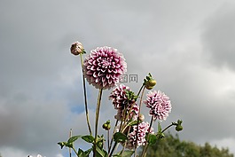 花,自然,特寫