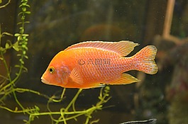 魚,橙色,水