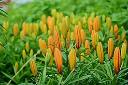 花,自然,特寫