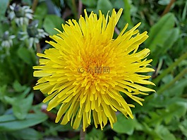 蒲公英,花,黃色