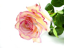 玫瑰,花,開花