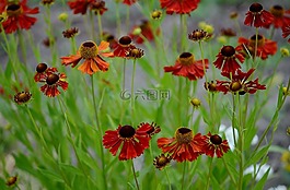 花,自然,特寫(xiě)