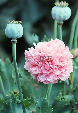罌粟,花,栽培開花