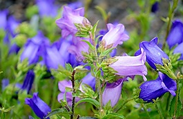harebells,花,自然
