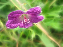 藝術(shù),花,野生