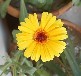 非洲万寿菊,黄色花,万寿菊