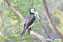 海鳥,鳥,自然