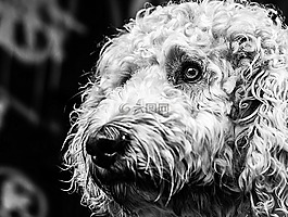 goldendoodle,狗,黑色和白色