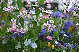 夏天,花,自然