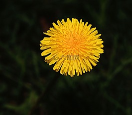 蒲公英,開花,黃色