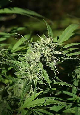 大麻花,芽,大麻