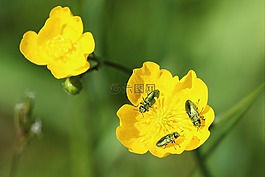 開花,甲蟲,春天