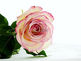 玫瑰,花,開花