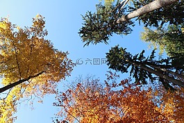 森林,性質(zhì),秋