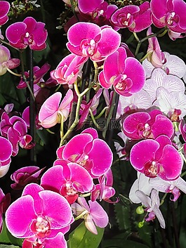 phaleanopsis,巴黎,博览会