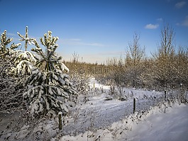 雪,冬天,景觀