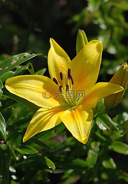 百合,花,黃色