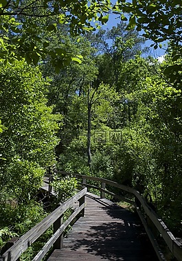 樹,木橋,徑
