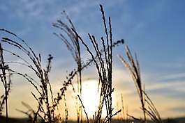 草,性質(zhì),背光