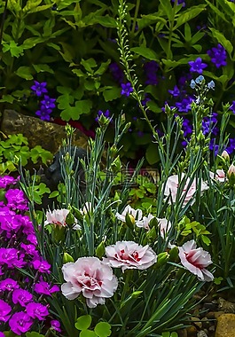 花園,植物區(qū)系,花