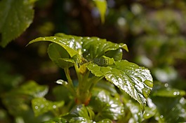 春天,花園,廠