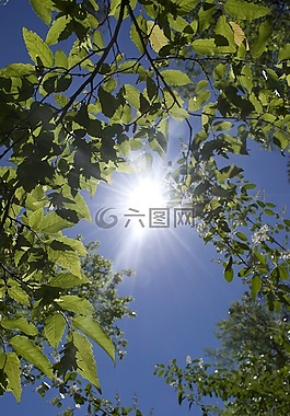 樹,太陽,葉子