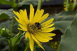 太陽花,蜜蜂,花園