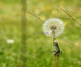 蒲公英,花,指出花