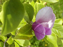 花,門票,裝飾