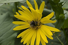 太陽花,蜜蜂,花園