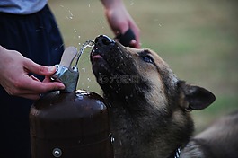 狗,德國牧羊犬,喝