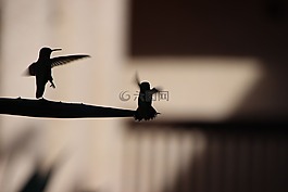 蜂鳥,側(cè)影,飛行